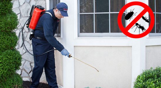 Vize Kene İlaçlama böcek ilaçlama ve haşere kontrolü — ilaclama-tr.com
